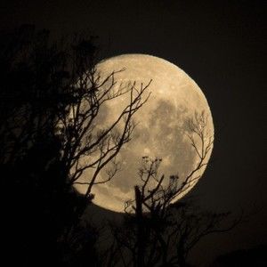 Meet your Posher, Rani